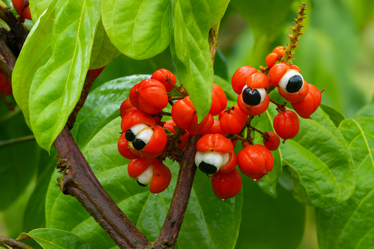 Guarana – Le stimulant naturel pour l’énergie, la concentration et la performance